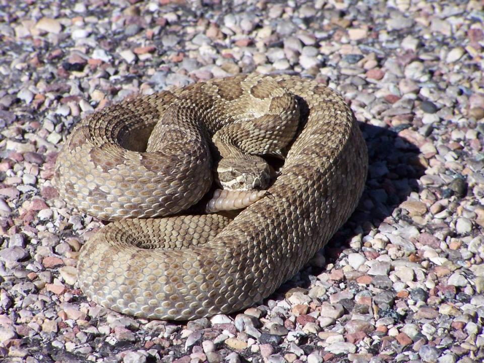 A rattlesnake