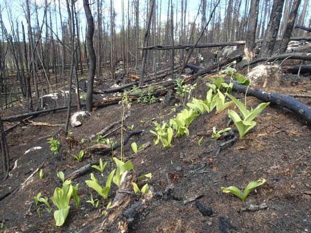 Wildfires have made some areas formerly inhabited by caribou useless to the animals which thrive in old-growth forests.