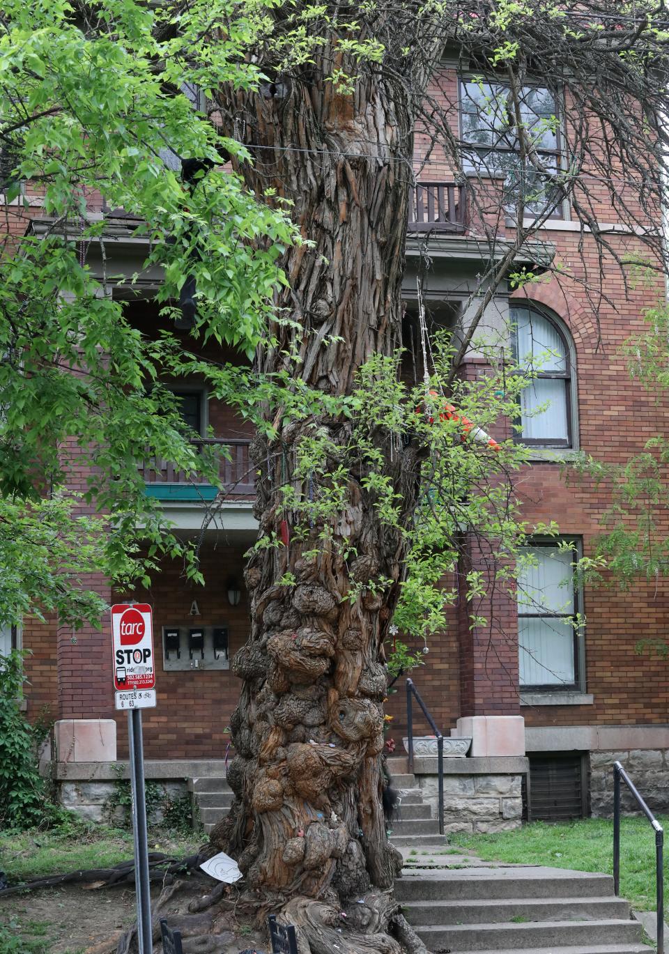 This extremely knotty and unusual tree appears in one of the final scenes of A Dark Room in Glitter Ball City when author David Domine receives a mysterious text message that leads him to an underground sex club. It’s a local icon as well as a gathering spot for some of Louisville’s magic community.April 27, 2023