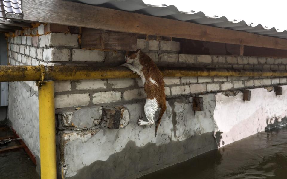 A sodden cat manages to clamber out of the floodwaters in Kherson - MYKOLA TYMCHENKO/EPA-EFE/Shutterstock