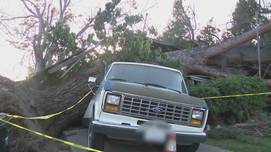 The tree's massive roots are seen as the trunk crushes a van parked on the driveway of a Monrovia home.