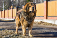 Ein roter tibetanischer Mastiff war zumindest bis zum Jahr 2011 noch der teuerste Hund der Welt. Für knapp 1,1 Millionen Euro wechselte er den Besitzer. Ein Chinese gab die Summe für "Big Splash" aus.