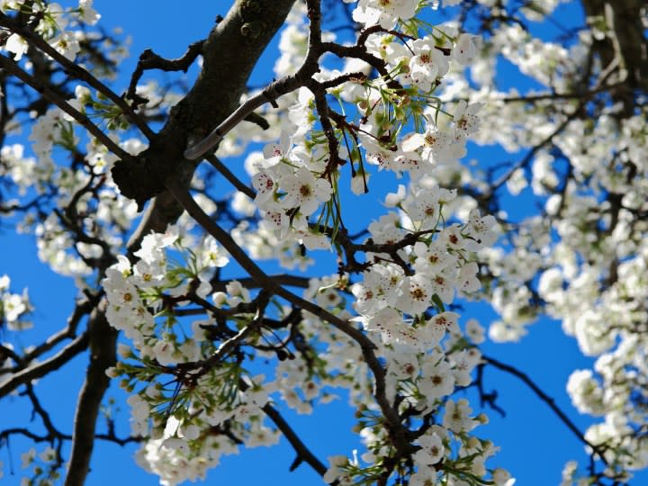 A photo of white flowers on a tree against a blue sky, taken with the Honor Magic 6 RSR.