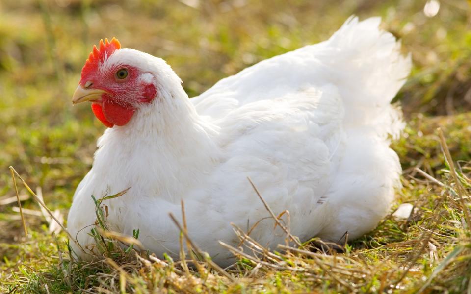 Of the one billion chickens raised each year in the UK, the majority are not free range