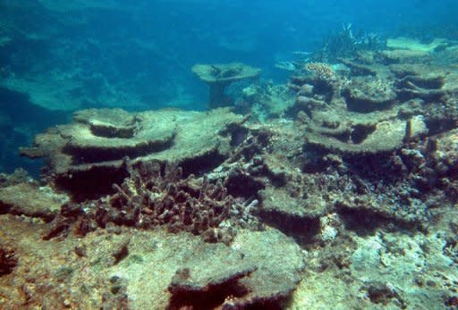 Undated handout photo provided by the Australian Institute of Marine Science shows damage caused by crown-of-thorns starfish at the Great Barrier Reef. An Australian research team said Monday they have found an effective way to kill the destructive starfish that are decimating coral reefs across the Pacific and Indian oceans