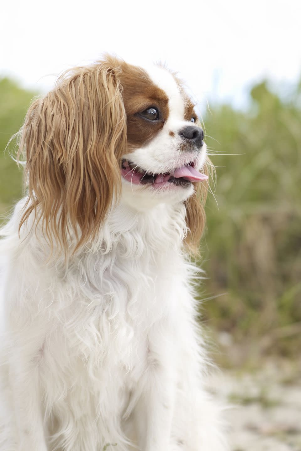 2) Cavalier King Charles Spaniel