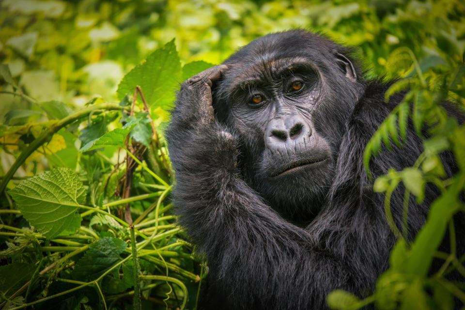 Gorillas are some of the most powerful and striking animals in the world. (GETTY)