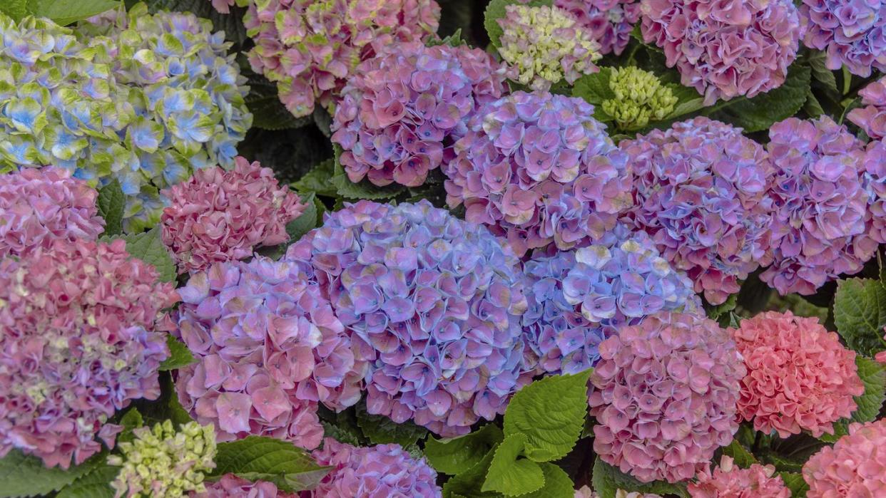 pink and blue hydrangea flowers