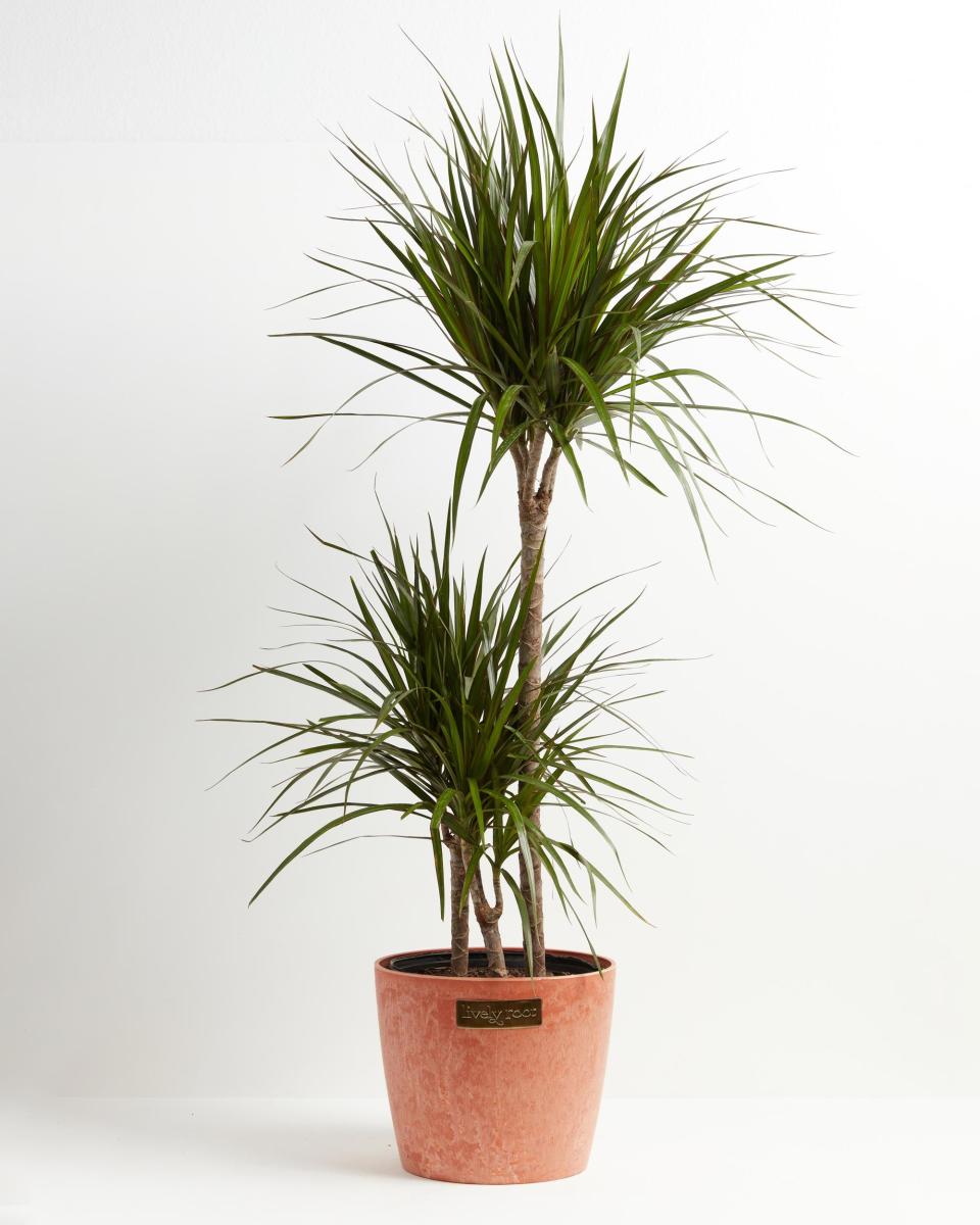 1) Marginata Cane Dragon Tree