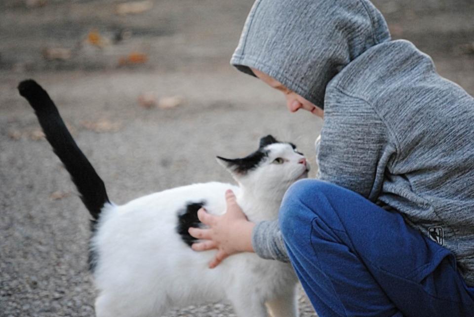 A cat gets petted at the Meow Mission, an all-volunteer, nonprofit trap, neuter and return organization.