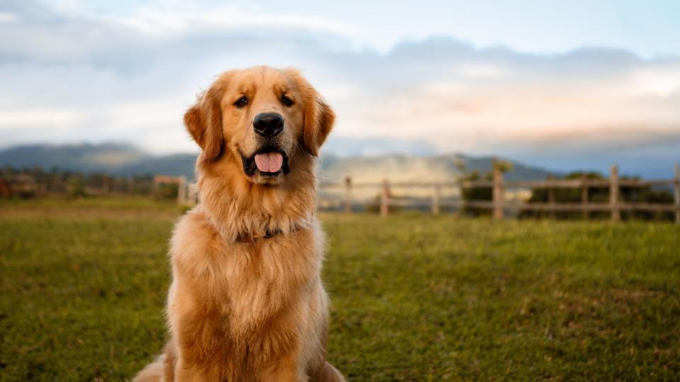 golden retriever sitting down in a farm