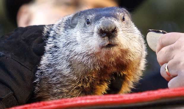 Groundhog Day: Warm winter could take pressure off Pennsylvania groundhog