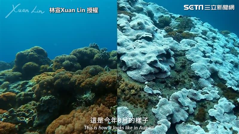綠島的珊瑚白化越來越嚴重。（圖／林宣Xuan Lin 授權）