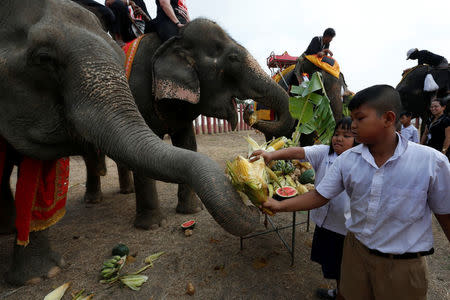 Students feed elephants during Thailand's national elephant day celebration in the ancient city of Ayutthaya March 13, 2017. REUTERS/Chaiwat Subprasom