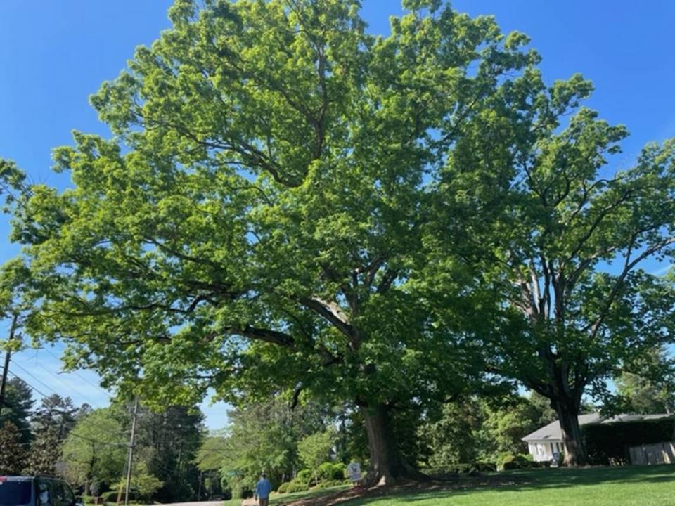 Reader Carlyn Poole’s favorite tree in the Triangle is in Raleigh
