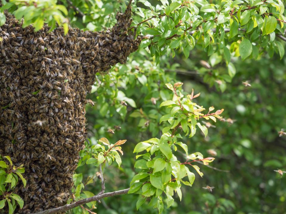 Close up wild hive with cluster or swarm of bees on tree branch.