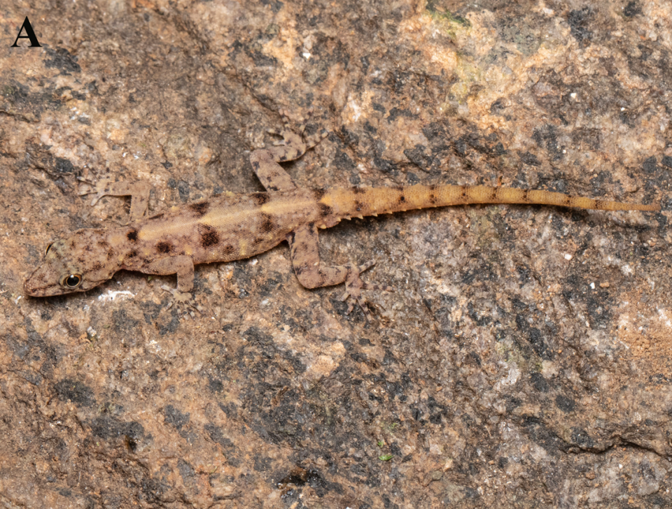 A Cnemaspis pakkamalaiensis, or Pakkamalai dwarf gecko, perched on a rock.