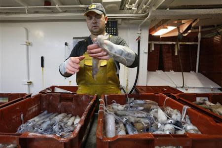 Fisherman Jeremy Margolle sorts squid aboard the Boulogne sur Mer based trawler "Nicolas Jeremy" off the coast of northern France September 23, 2013. REUTERS/Pascal Rossignol