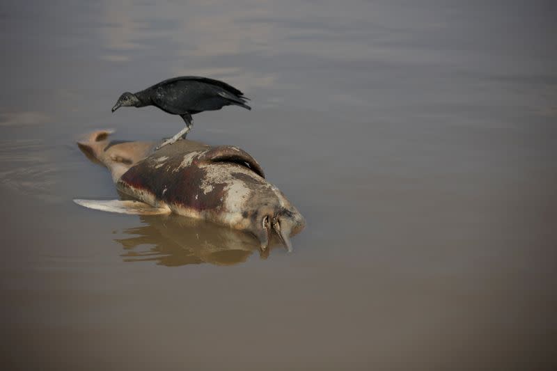 Death of dolphins in Amazon linked to severe drought and heat