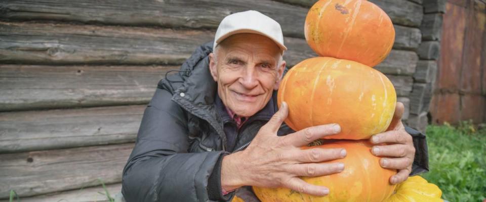 old elderly mature farmer with a smile on his face hugs a bunch of pumpkins, harvesting concept