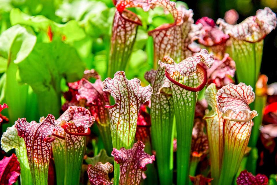 Pitcher plant or Sarracenia