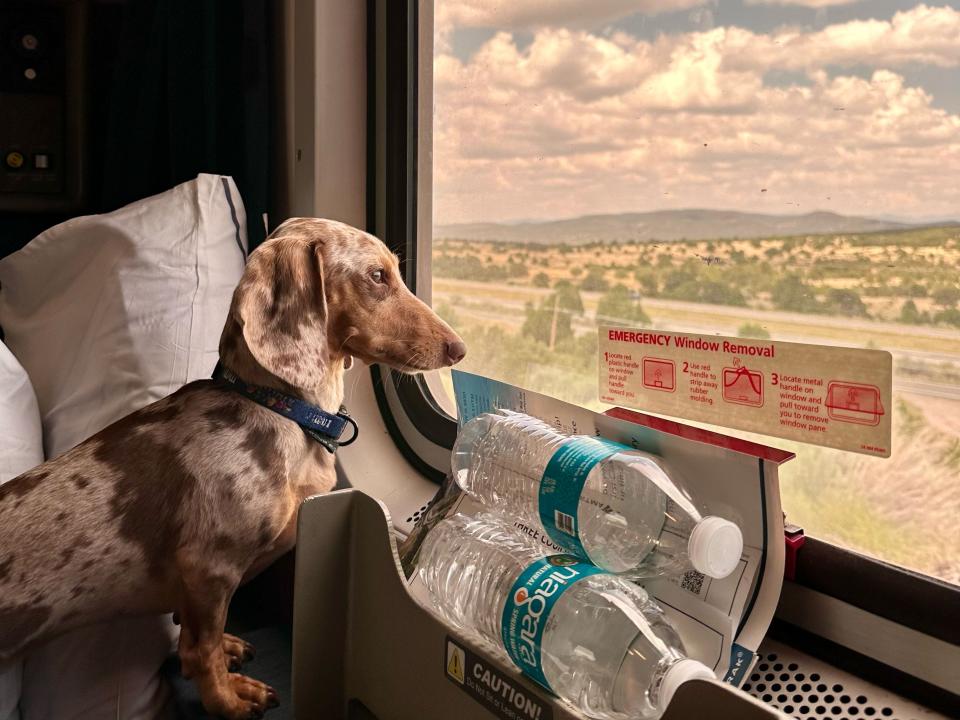 A brown dachshund looking out the window of a train. Two water bottles rest on the window.