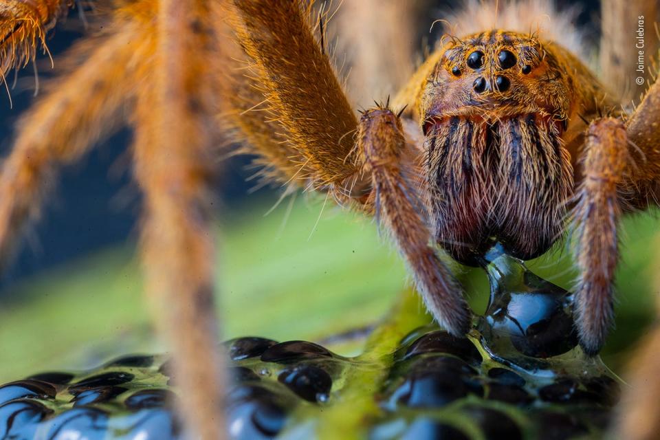 © Jaime Culebras, Wildlife Photographer of the Year