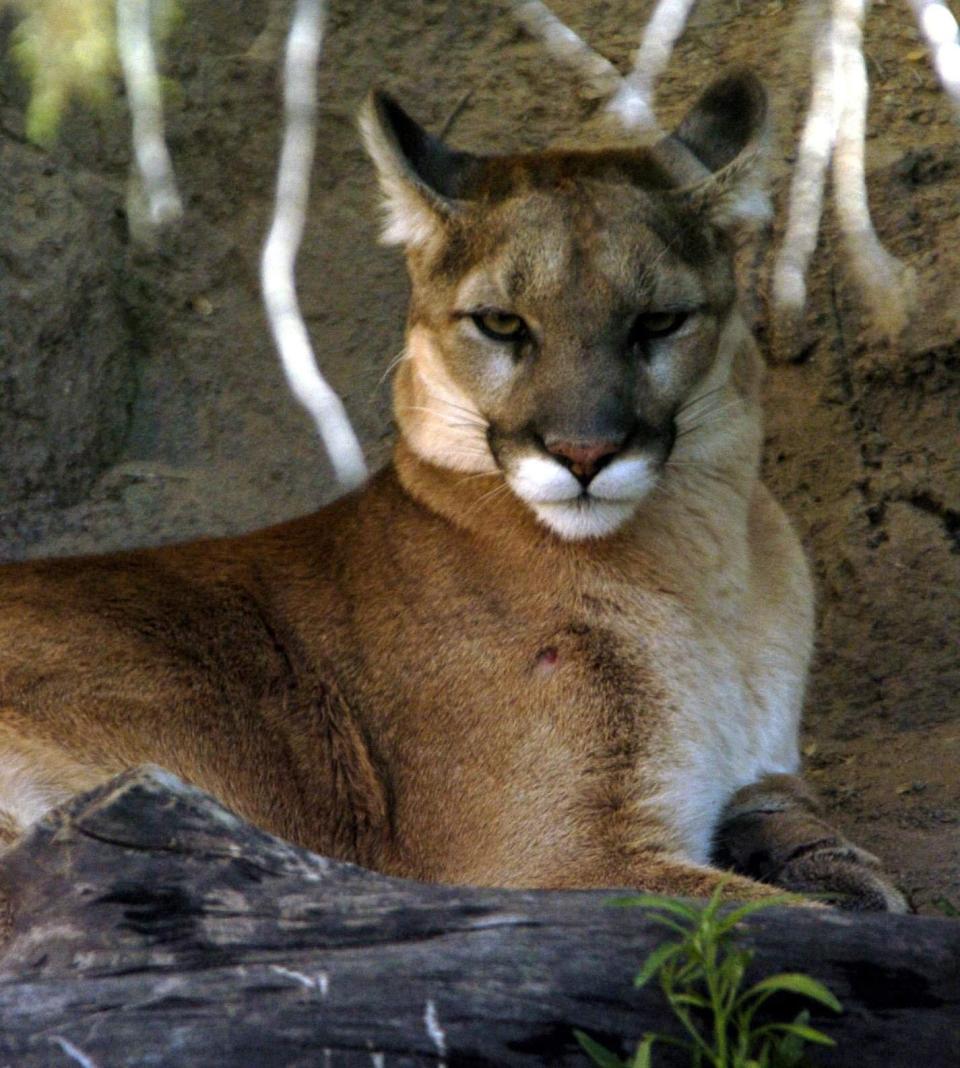 A mountain lion, photographed at the Arizona-Sonora Desert Museum in Tucson.