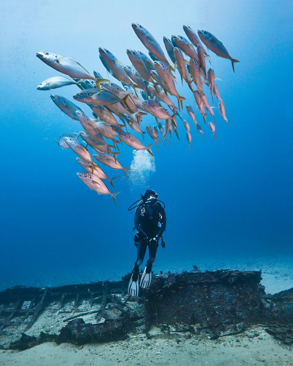 團隊至綠島首錄即下潛至40公尺，觀察綏陽艦周遭不同魚類群聚。（公視提供）