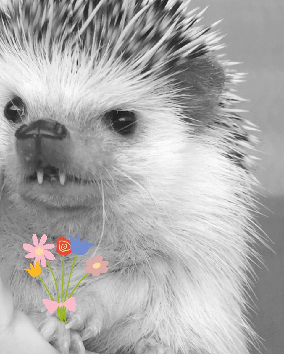 "Vielen Dank, für die Blumen. Vielen Dank, wie lieb von dir!" (Bild-Copyright: Instagram/huffthehedgehog)