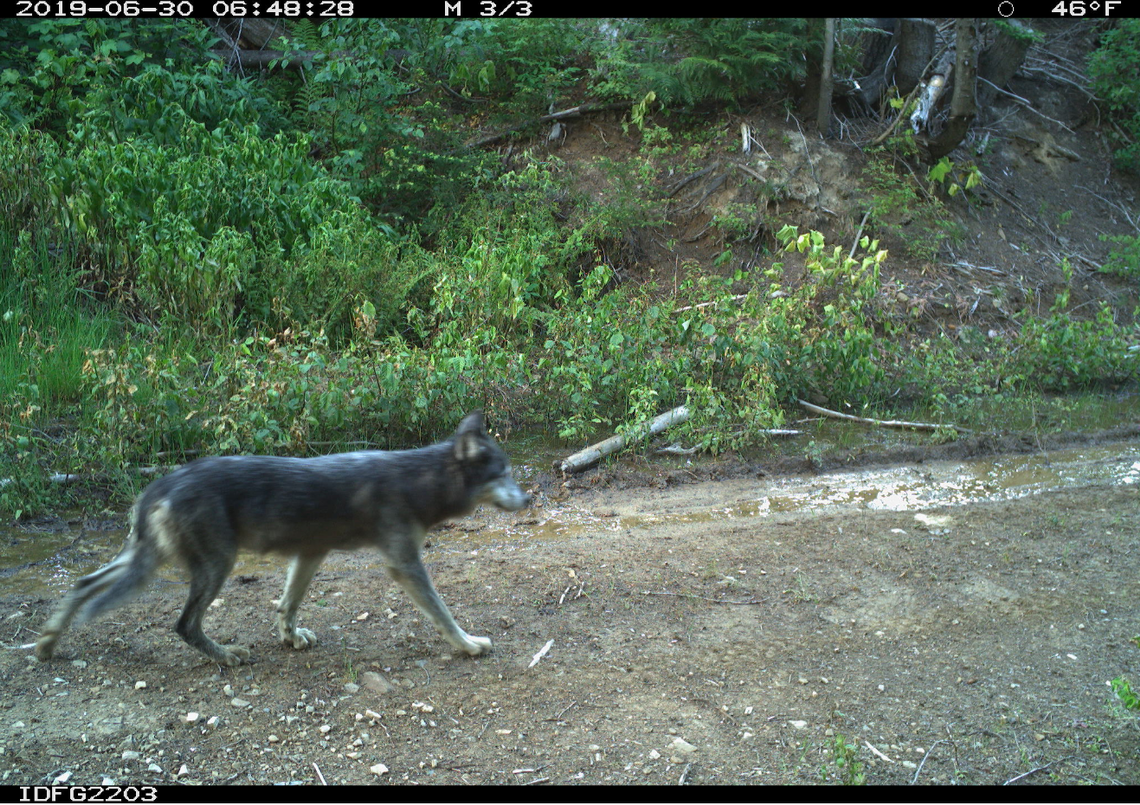 A gray wolf walking down a dirt road was photographed by a motion-triggered trail camera on June 30, 2019. The Idaho Department of Fish and Game uses trail camera photos like this one to estimate the state wolf population. IDFG