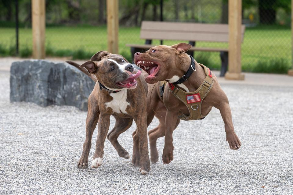 Rocco, owned by Vanessa Drew of Holmdel and Forge, owned by Casey Brown of Hazlet, play together at the Alexander Ching Memorial Dog Park at Bayonet Farm in Holmdel, NJ Wednesday, May 11, 2022.