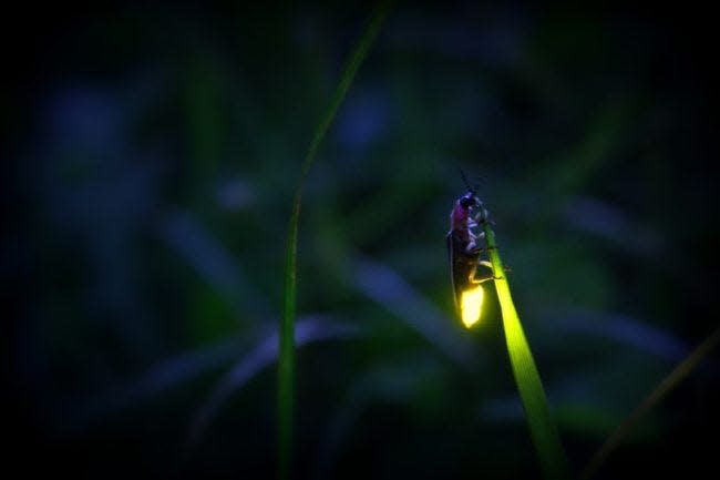 A blue ghost firefly glows at the Cradle of Forestry. The nonprofit interpretive center in the Pisgah National Forest is holding "In Search of Blue Ghost Firefly" tours in May.