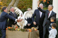 <p>President Barack Obama (R) pardons the National Thanksgiving Turkey, ‘Tot,’ with his nephews Aaron and Austin Robinson in a ceremony in the Rose Garden at the White House November 23, 2016 in Washington, DC. The President celebrated the 69th anniversary of the National Thanksgiving Turkey presentation. Hatched and raised in Iowa, the 2016 National Thanksgiving Turkey and its alternate will retire to ‘Gobblers Rest’ at Virginia Tech. (Chip Somodevilla/Getty Images) </p>