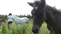 2 Newfoundland pony foals helping family farm preserve the population