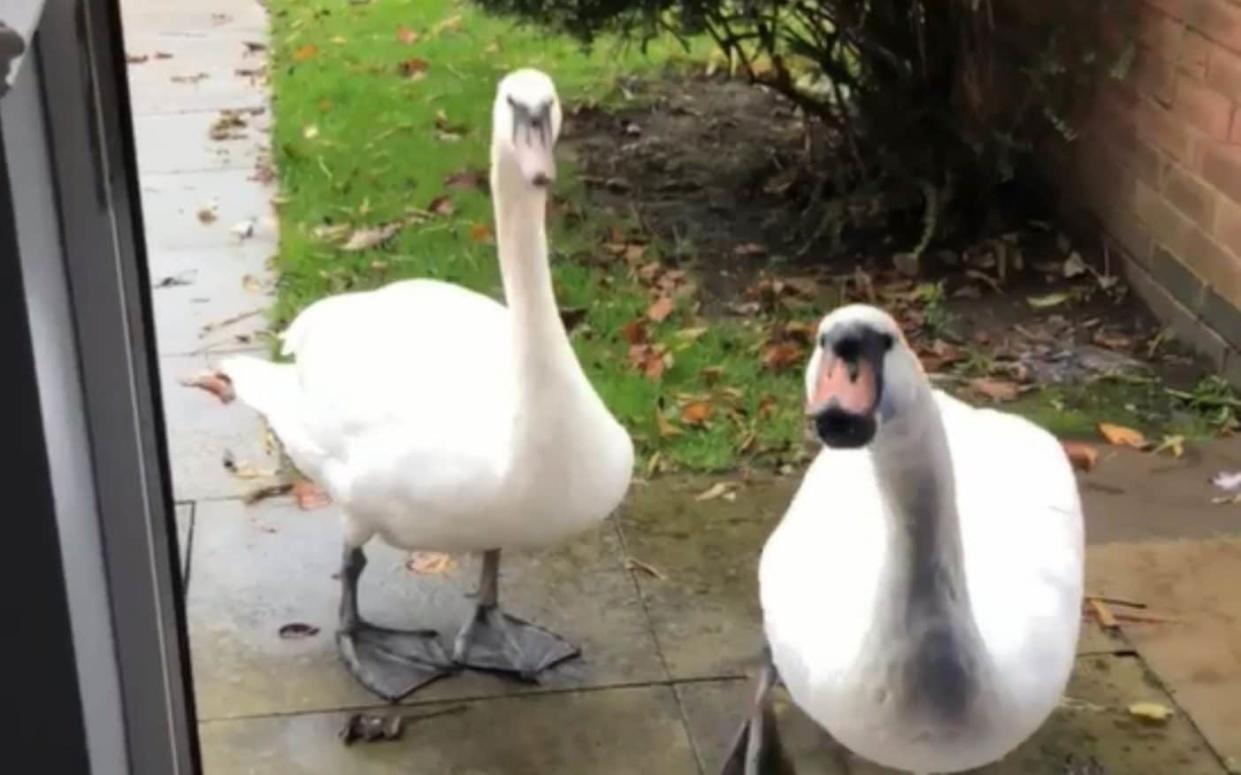 The polite swans have been demanding bread and water - Kennedy News and Media