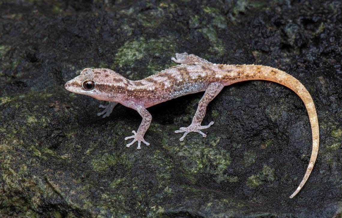A Dixonius chotjuckdikuli, or Khao Ebid leaf-toed gecko, seen in its natural habitat.
