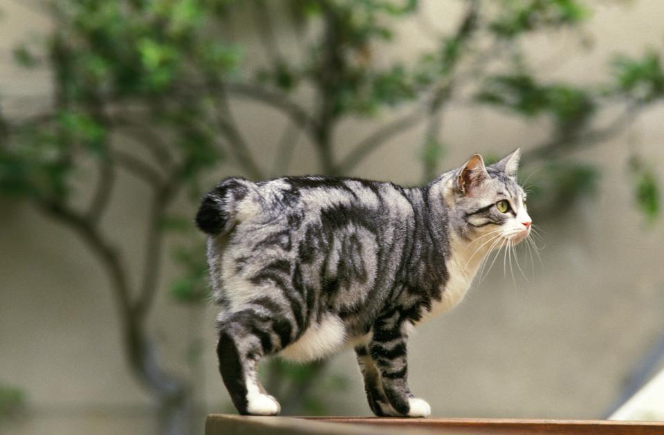 Japanese Bobtail Katze