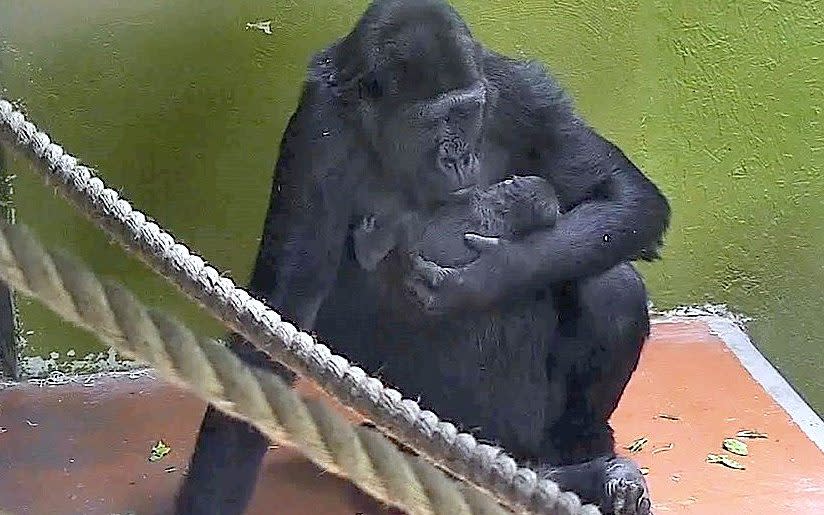 Touni, a silver back gorilla holding her as yet to be named, baby which was born at the zoo in the early hours of Saturday. - PA