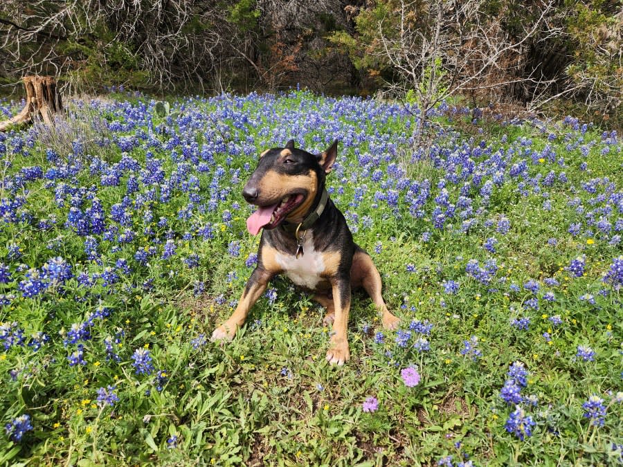 Dieter the dog enjoying the bluebonnets (Courtesy: Kristiana Beck)