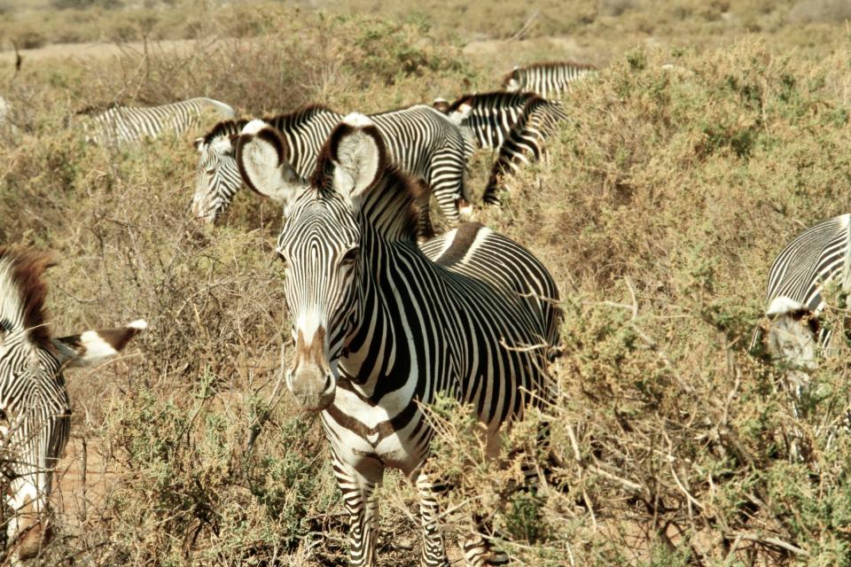 Photographer Jacke McCurdy will show her photos of Africa's art and wildlife this July at the Centers for the Arts Bonita Springs’ Center for Visual Arts.