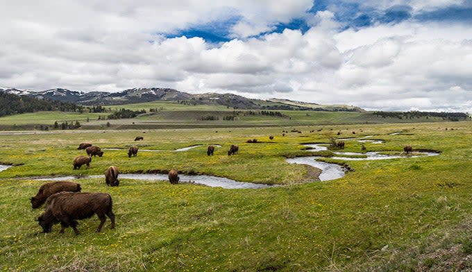 Bison along Rose Creek in Lamar Valley in Yellowstone.