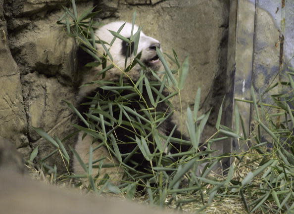 WASHINGTON – NOVEMBER 29: Giant panda cub, Tai Shan, made his debut to the press November 29, 2005 at the Smithsonian National Zoological Park in Washington, DC. Tai Shan is the sixth panda cub born at the National Zoo and his mother, 7-year-old Mei Xiang, conceived the cub by artificial insemination. Born on July 9, 2005, the panda cub now weighs 21 pounds and is very active according to zoo scientists and veterinarians. (Photo by Chip Somodevilla/Getty Images)
