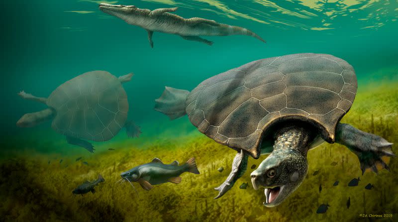 The huge extinct freshwater turtle Stupendemys geographicus, that lived in lakes and rivers in northern South America during the Miocene Epoch, is seen in an illustration