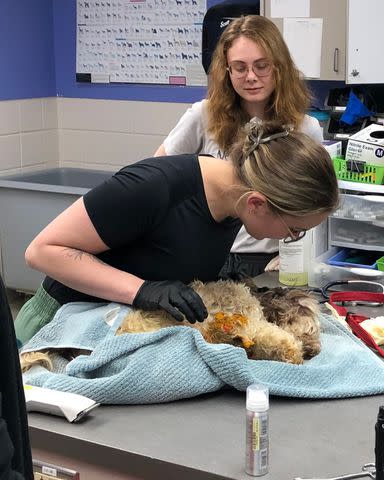 <p>Nebraska Humane Society</p> Leo at the Nebraska Humane Society after having the duct tape removed from his body