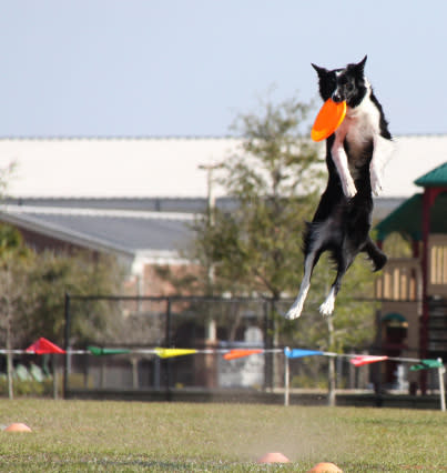 Border Collie