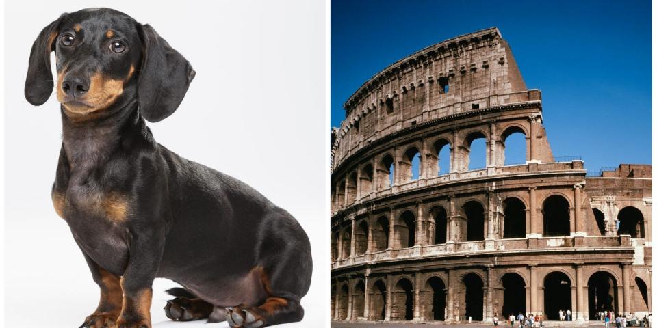 Composite image of a dachshund (L), the Colosseum in Rome, Italy (R).