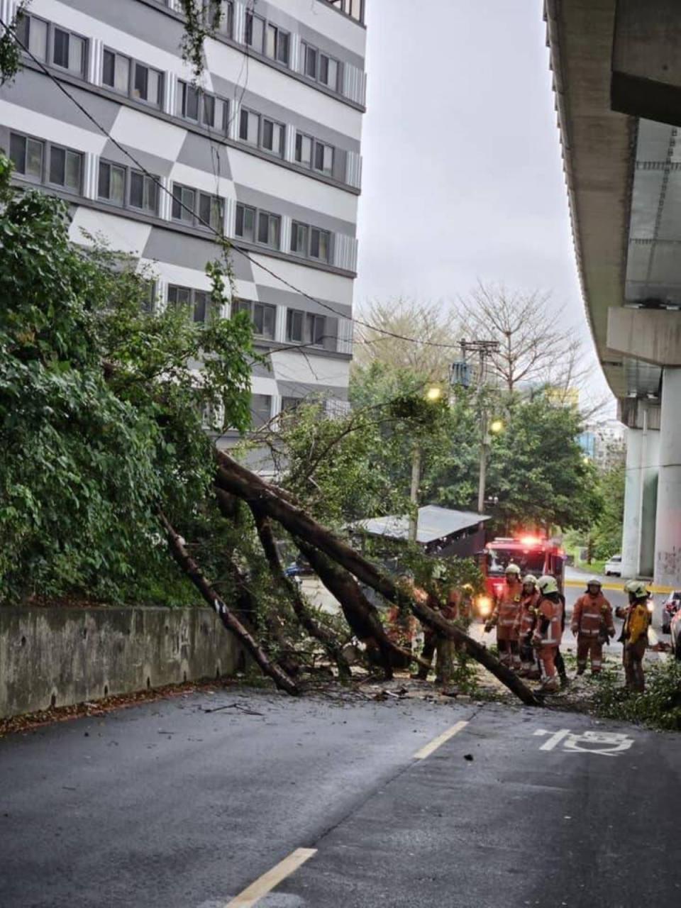 竹市大學路路樹倒塌，大多數人只知交通嚴重阻塞不知出了人命。（圖：民眾提供）