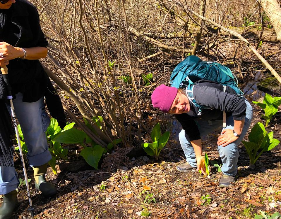 Maura O'Gara leads a Quincy Environmental Treasures walk along Furnace Brook near the St. Moritz Pond Loop and reaches for a section of a skunk cabbage leaf.