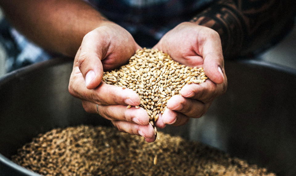 Farmer holding grains (Getty Images)